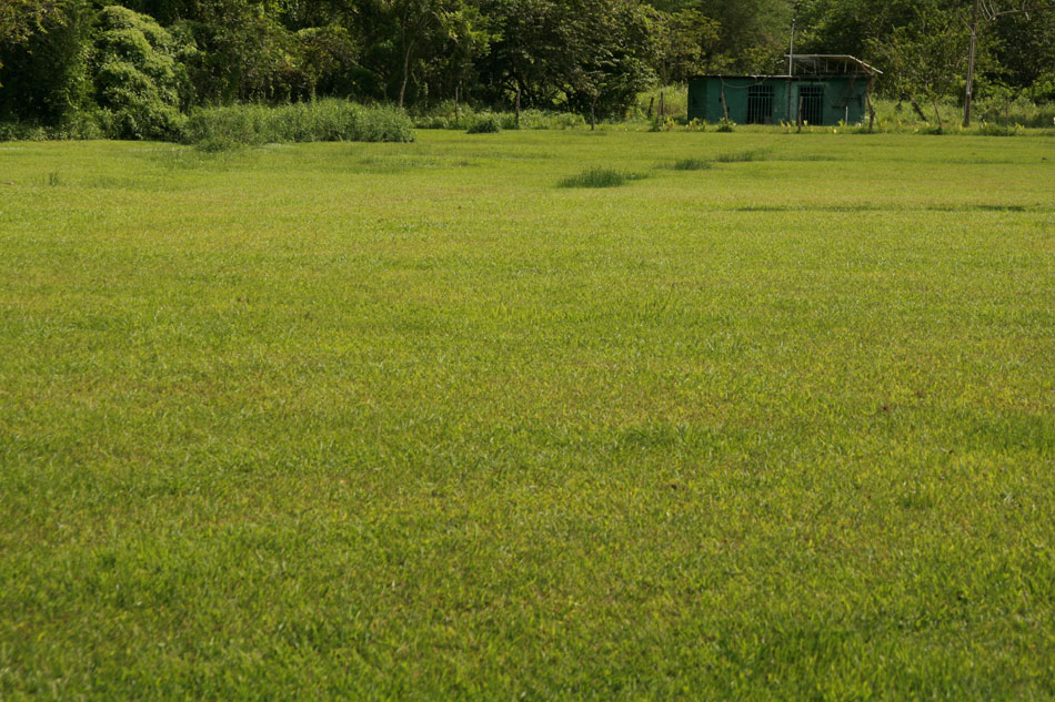 Green fields of Jamaica