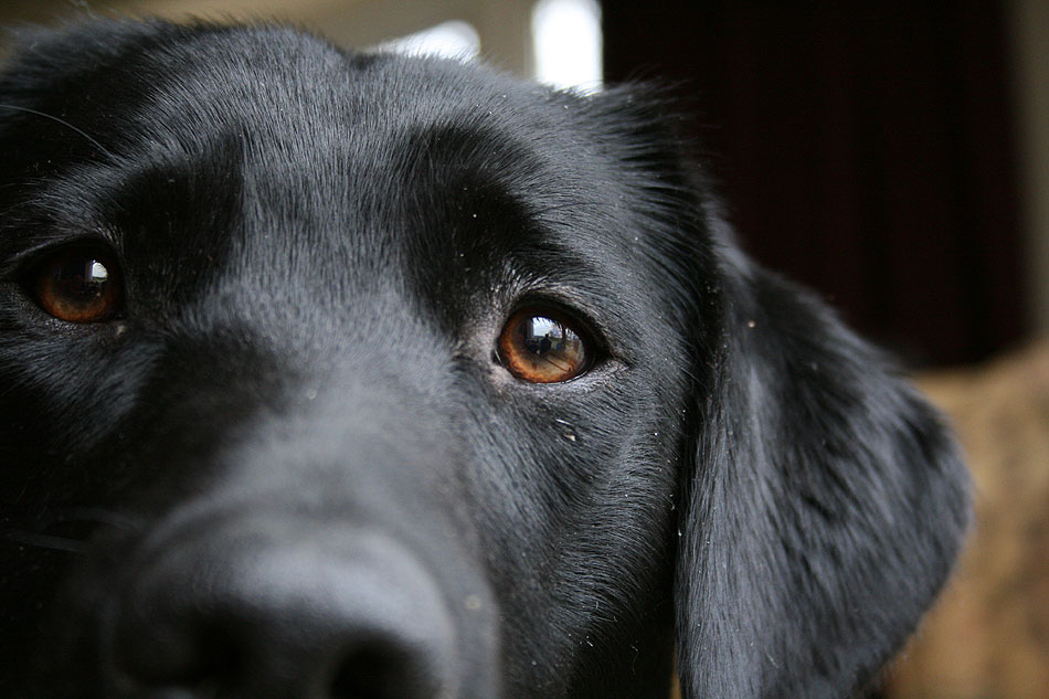 Labrador gaze