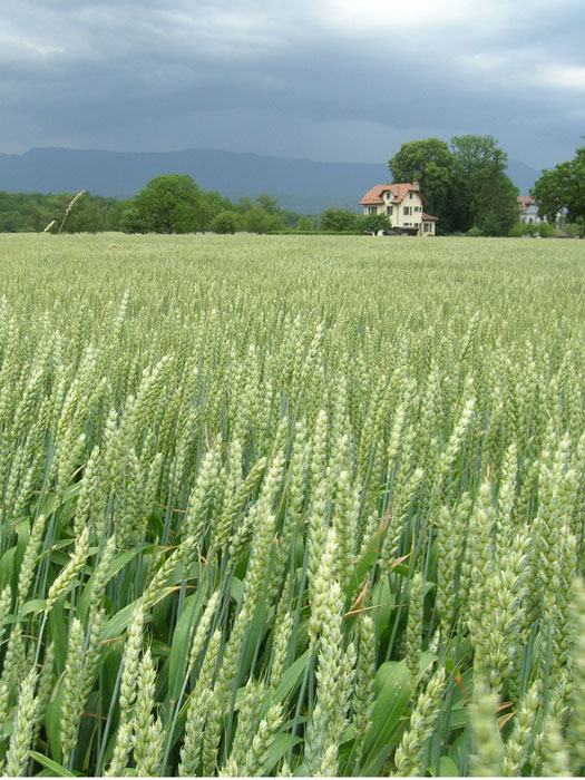 Swiss cornfields