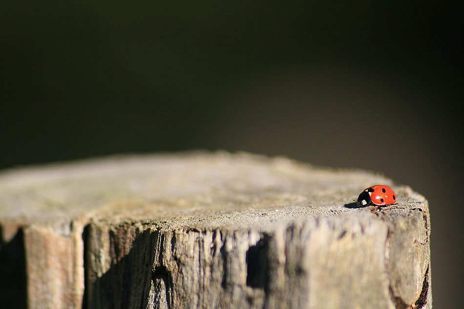 Ladybird log
