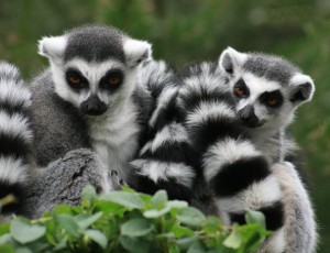 Bundle of Lemurs