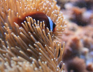 Clown fish in hiding