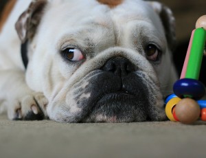 Playtime for some
