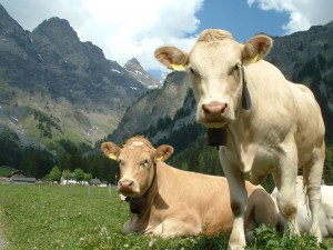 swiss cow